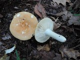 Russula ochroleucoides image