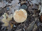 Russula ochroleucoides image
