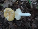 Russula ochroleucoides image