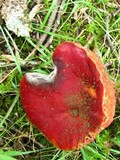 Boletus frostii image