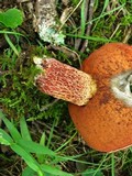 Boletus frostii image