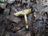 Boletus ferrugineus image