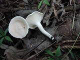 Hygrocybe angustifolia image