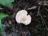 Hygrocybe angustifolia image