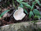 Hygrocybe angustifolia image