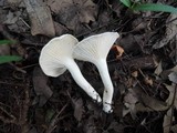 Hygrocybe angustifolia image