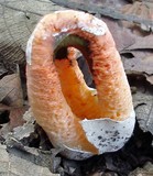 Clathrus columnatus image