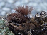 Stemonitis fusca image