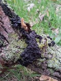 Exidia nigricans image