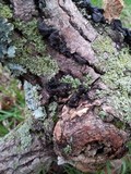 Exidia nigricans image