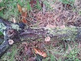 Exidia nigricans image