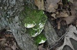 Oxyporus populinus image