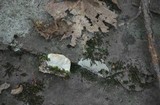 Oxyporus populinus image
