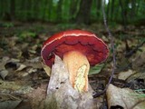 Boletus frostii image