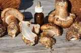 Cortinarius ponderosus image
