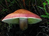 Tricholomopsis rutilans image