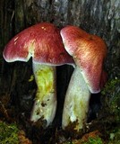 Tricholomopsis rutilans image