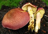 Tricholomopsis rutilans image