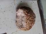Leptoporus mollis image