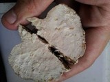 Leptoporus mollis image