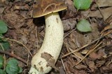 Leccinellum crocipodium image