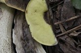 Leccinellum crocipodium image
