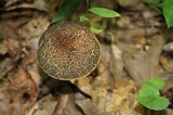 Leccinellum crocipodium image