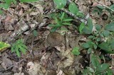 Leccinellum crocipodium image