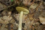 Leccinellum crocipodium image