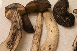 Leccinellum crocipodium image