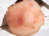 Rhodocollybia maculata image