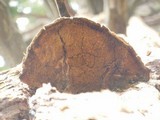 Tyromyces amarus image