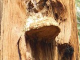Tyromyces amarus image