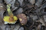 Phylloporus rhodoxanthus image