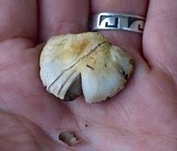 Agaricus comtulus image