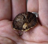 Agaricus comtulus image