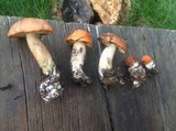 Leccinum insigne image