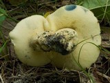 Gyroporus cyanescens var. violaceotinctus image