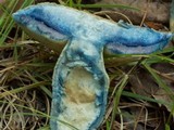 Gyroporus cyanescens var. violaceotinctus image