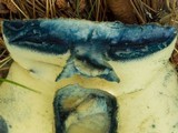 Gyroporus cyanescens var. violaceotinctus image