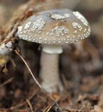 Amanita excelsa image