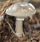 Amanita excelsa image
