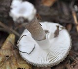 Amanita excelsa image