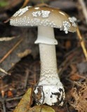 Amanita excelsa image