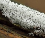 Ceratiomyxa fruticulosa var. fruticulosa image