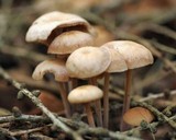 Gymnopus confluens image
