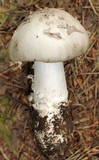 Amanita excelsa image
