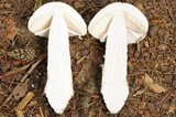Amanita excelsa image