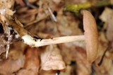 Gymnopus peronatus image