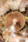 Gymnopus peronatus image